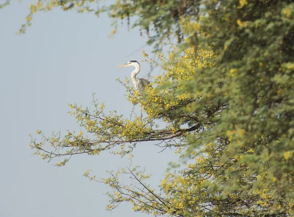 Grey heron perched in a tree — Stock Photo, Image