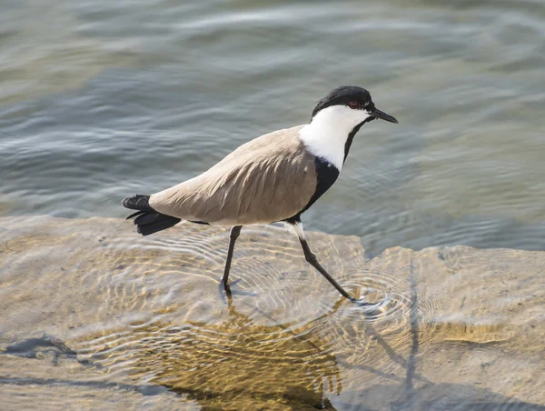 Spur winged plover wading in water — Stock Photo, Image