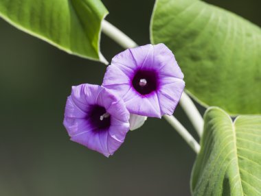 Bir vahşi Petunya çiçek closeup