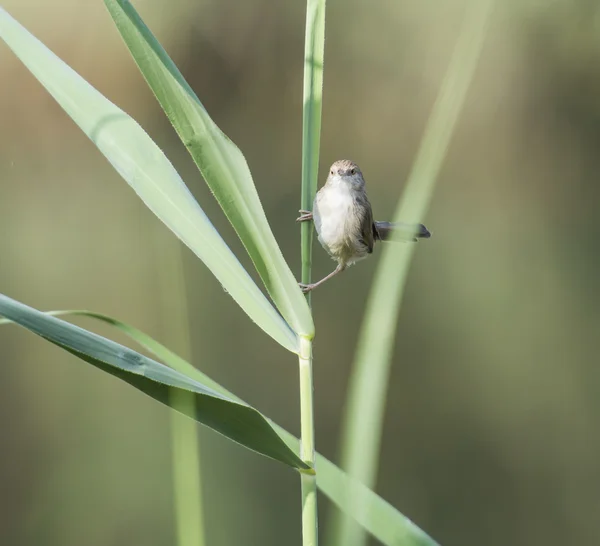 Gubbasztott egy fűszál, kecses prinia füzike — Stock Fotó