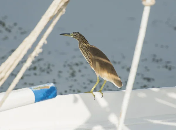 Airone squacco appollaiato su una barca di legno — Foto Stock