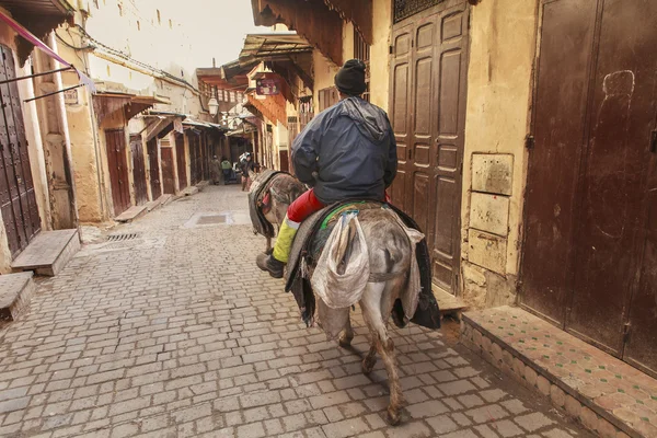 Asino in strada fez — Foto Stock