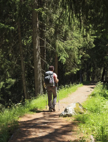 Hiker on the forest path — Stock Photo, Image