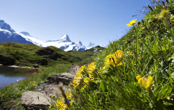 Panorama på swiss bergskedja — Stockfoto