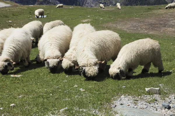 Овцы пасут свежую зеленую траву — стоковое фото