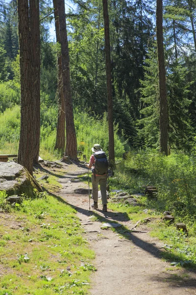 Wanderer auf dem Waldweg — Stockfoto