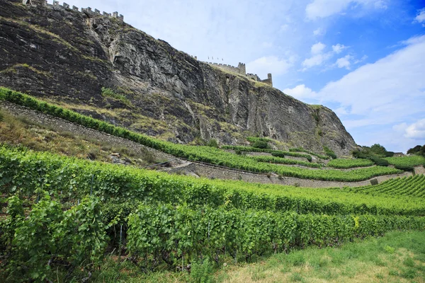 Swiss vineyard in valais area — Stock Photo, Image