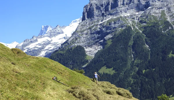 Swiss kırsal kesimde hasat — Stok fotoğraf