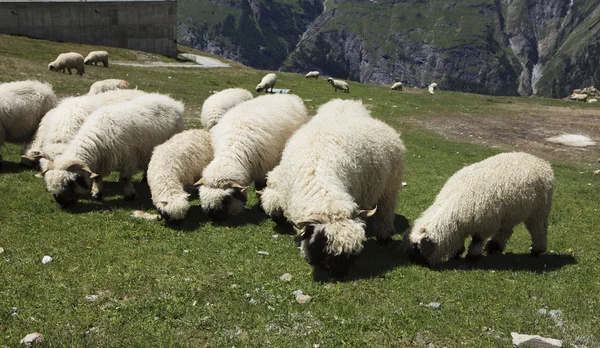 Ovejas pastando una hierba verde fresca — Foto de Stock