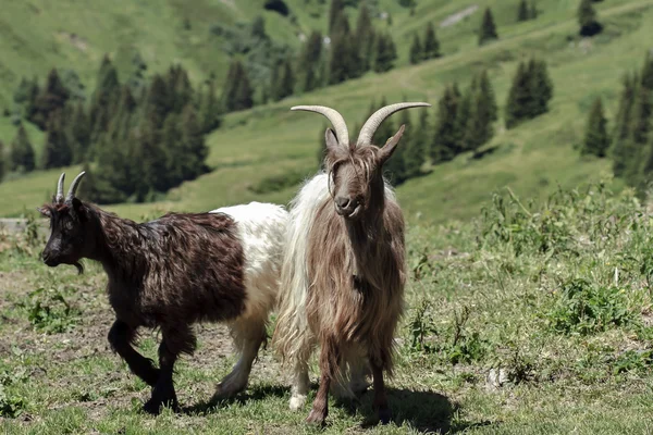 Dos cabras pastando en el campo suizo —  Fotos de Stock