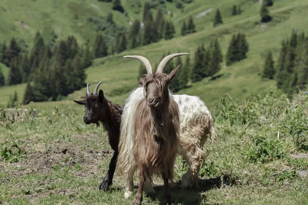 Δύο κατσίκες βόσκουν στην Ελβετική ύπαιθρο — Φωτογραφία Αρχείου