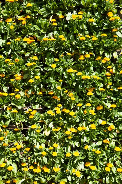 Flores Amarillas Sus Hojas Llenando Marco —  Fotos de Stock
