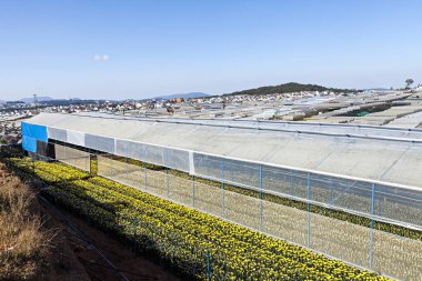 Vietnam 'ın güneyindeki seralar