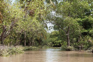 Vietnam 'da Mangrove' a yelken açmak