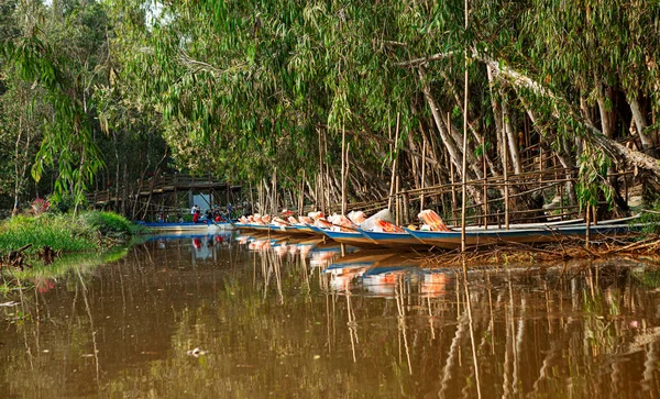 Мангровые Заросли Южного Вьетнама — стоковое фото