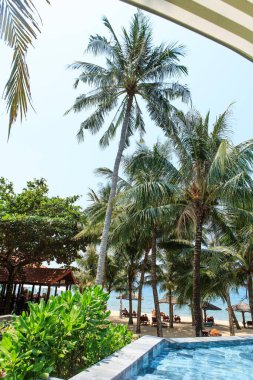 Hindistan cevizi ağaçlarının altında yüzme havuzu