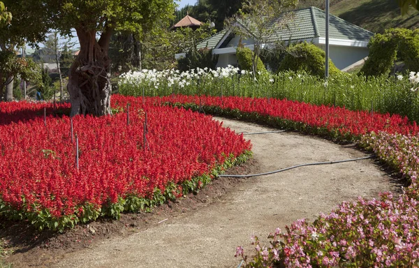 赤い花のある公共の庭 — ストック写真