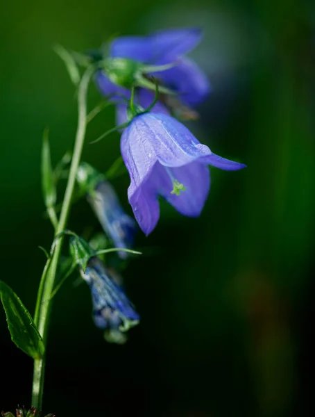 Bunga Bunga Bellflowers Penuh Bunga Alpen — Stok Foto