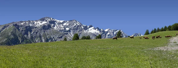 cows grazing in front of range alps