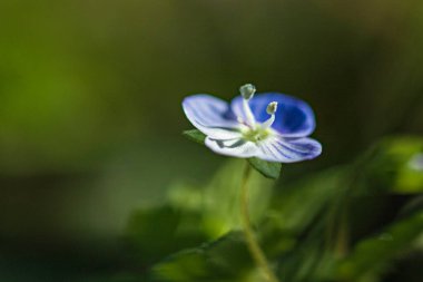 Bulanık arkaplanda yabani çiçek
