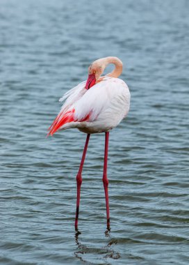 Yalnız flamingo yiyecek arıyor.