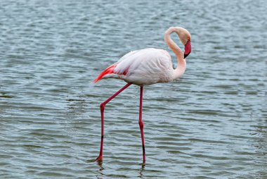 Yalnız flamingo yiyecek arıyor.