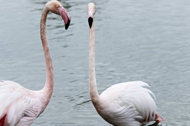 Flamingolar yiyecek arıyor.