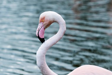 Yalnız flamingo yiyecek arıyor.