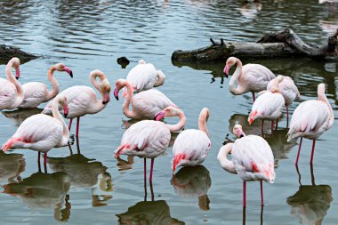 Gölette bir grup flamingo.