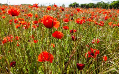 Fransa 'nın güneyinde haşhaş tarlası