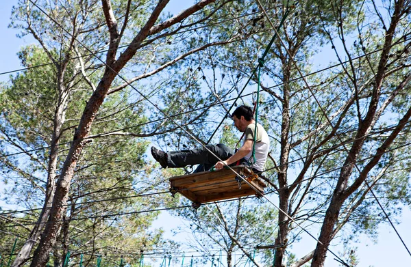 people training in a tree climbing