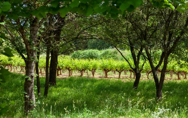 Vineyard South France — Stock Photo, Image