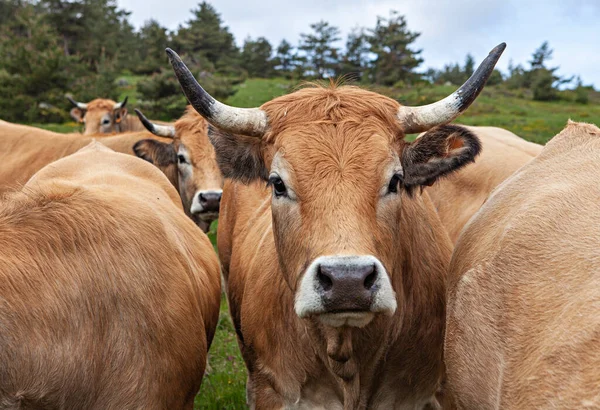 Manada Francesa Vacas —  Fotos de Stock