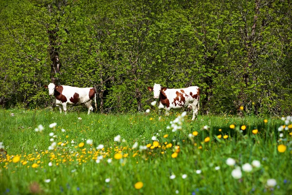 Дві Корови Лузі — стокове фото