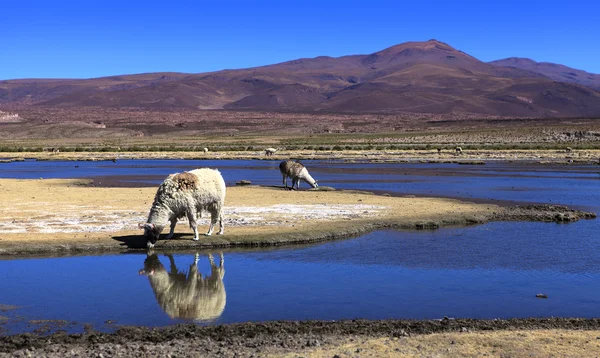 Lamas — Stockfoto