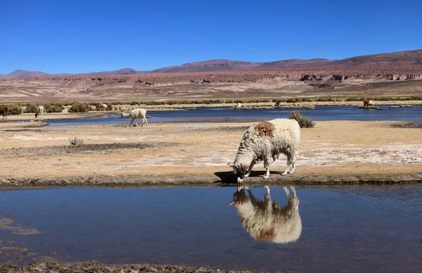 Lama — Foto Stock