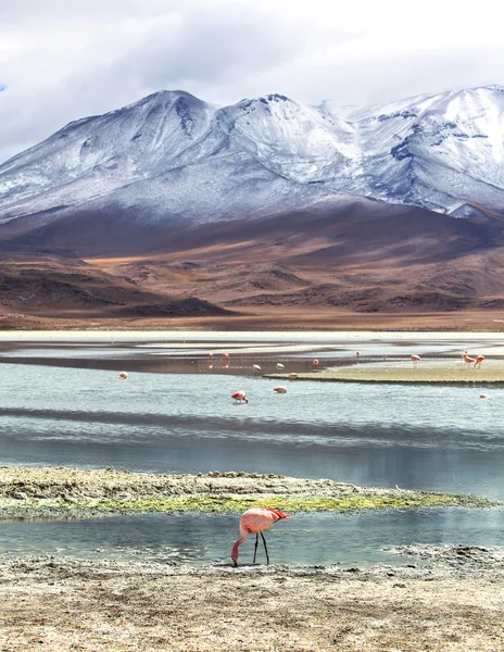 Bolivian landscape — Stock Photo, Image