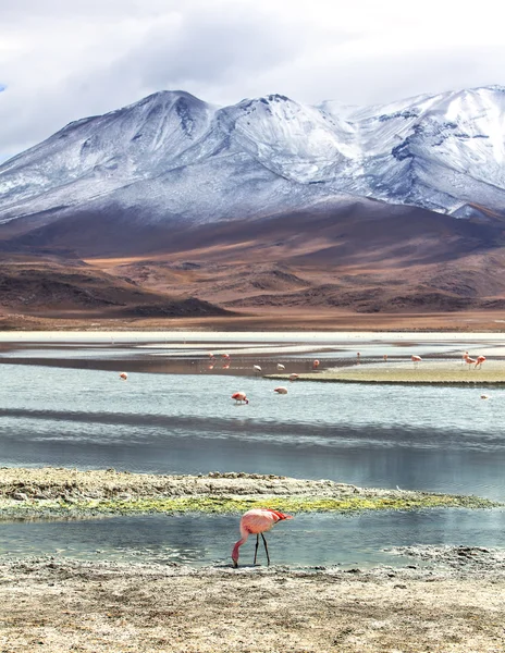 Paisagem boliviana — Fotografia de Stock