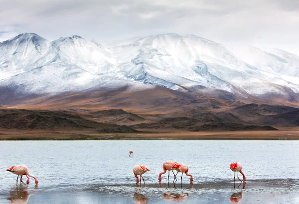 Bolivianska landskap — Stockfoto