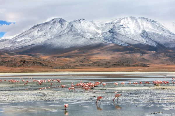 Bolivianska landskap — Stockfoto