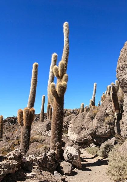 Vieux cactus — Photo