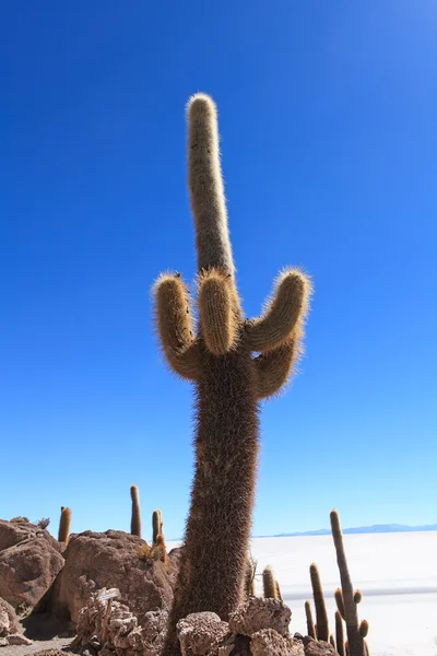 Vecchio Cactus — Foto Stock