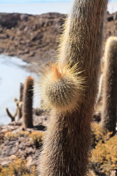 Vecchio Cactus — Foto Stock