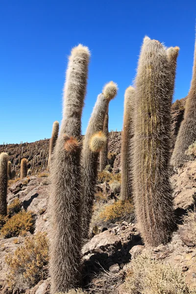 Vecchio Cactus — Foto Stock