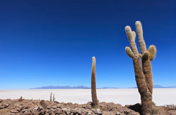 Salar uyuni — Zdjęcie stockowe