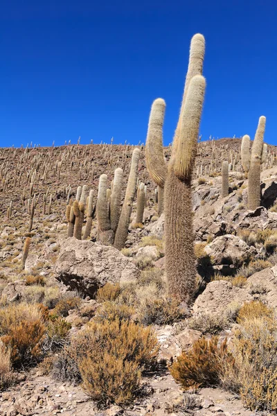 Bolivian landscape — Stock Photo, Image