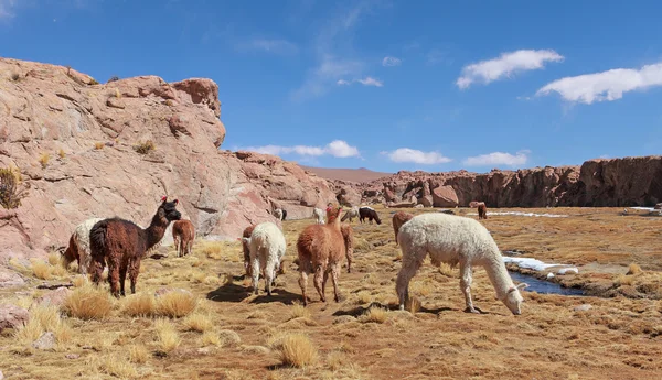 Herd of llamas — Stock Photo, Image