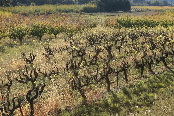 Fall on vineyard — Stock Photo, Image