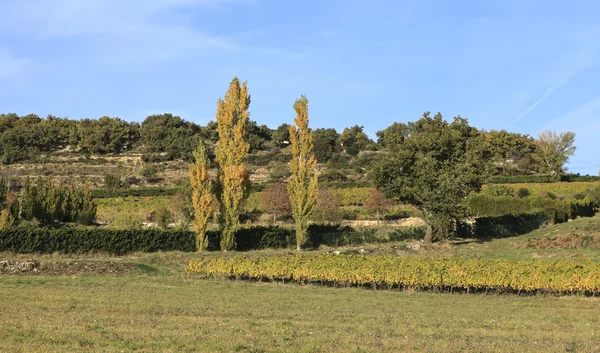 Landscape  with poplars and vineyard — Stock Photo, Image