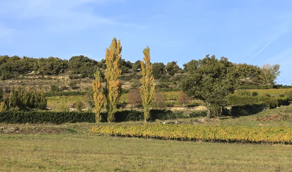 Paysage avec peupliers et vignoble — Photo